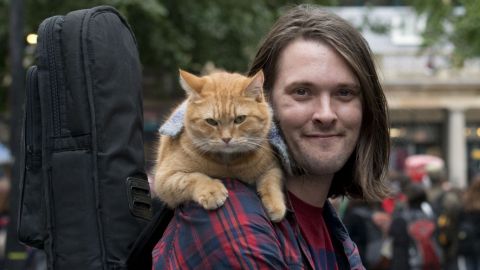 Muere el gatito Bob, quien ayudo a su dueño a superar las drogas