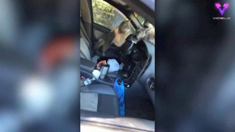 VIDEO: Dejan la ventana de un coche abierta y entran cinco gatos callejeros