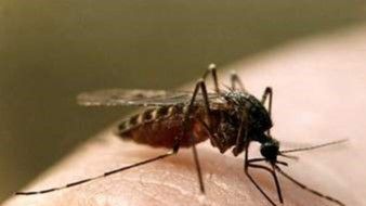 ⚠️ Alertan sobre mosquitos con el virus Encefalitis S.L.