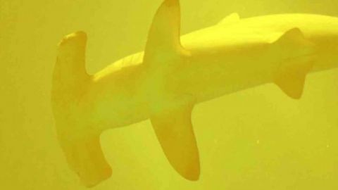 VIDEO: Descubren tiburones vivos dentro de volcán activo  😮