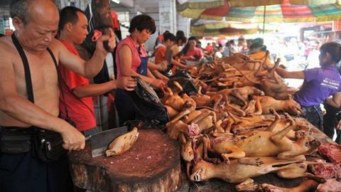 Con pandemia y todo, China celebra festival de carne de perro