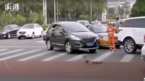 VIDEO: Detienen el tráfico para que una familia de patos cruce la calle 😍