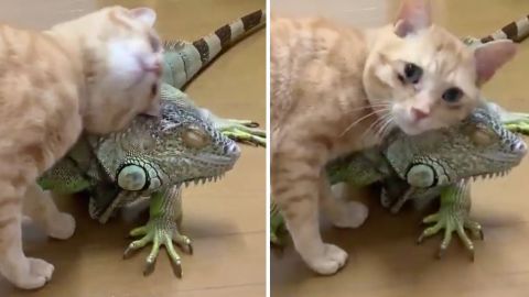 Cariñoso gato aprovecha las escamas de una iguana para rascarse.