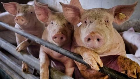 Científicos chinos alertan de gripe porcina que podría trasmitirse a humanos
