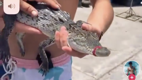 😠VIDEOS: Mexicanos compran ilegalmente un cocodrilo para hacer Tik Toks