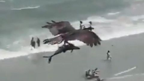 Video: Águila caza a un ‘tiburón’ en la playa y escapa con él