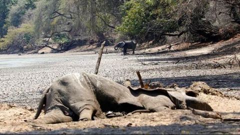 Gran preocupación por la misteriosa muerte de unos 300 elefantes en Botsuana