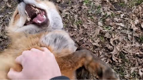 Video: Zorros conquistan las redes con sus contagiosas risas