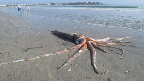 Sorprende Calamar gigante en una playa de Sudáfrica
