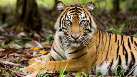 Un tigre mató a su cuidadora frente a visitantes y empleados