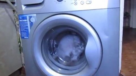 Gato sobrevive a 12 minutos del ciclo de lavado