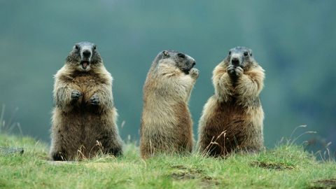 Rusia pide no cazar marmotas para evitar peste bubónica