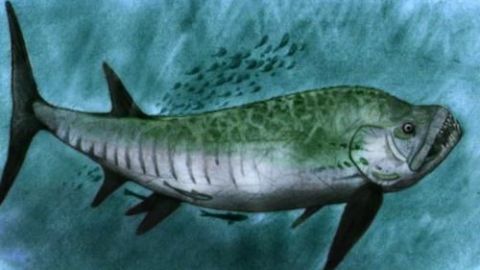 Hallan fósil de pez gigante de 70 millones de años en la Patagonia