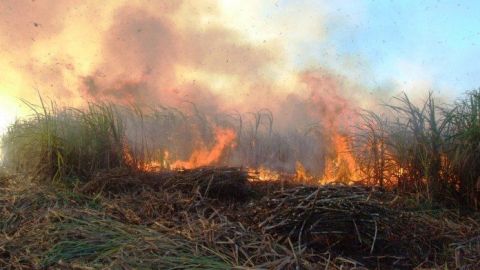 Incendio consume más de 60 hectáreas forestales en NL