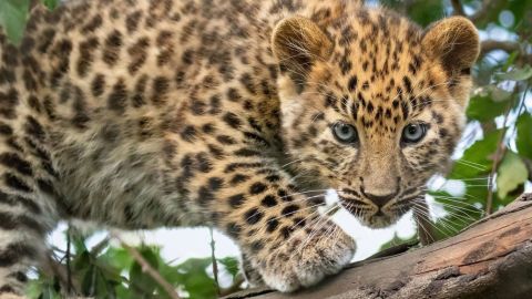 VIDEO: Cámara capta el susto que le da una cría de leopardo a su hermano