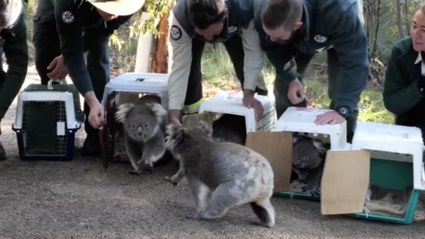 Vuelven al bosque koalas que fueron evacuados por los incendios en Australia