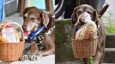 Asaltan a perrito que entrega despensas en Colombia