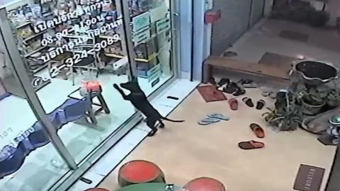 Perrito perdido pide ayuda en una veterinaria para encontrar a su dueña