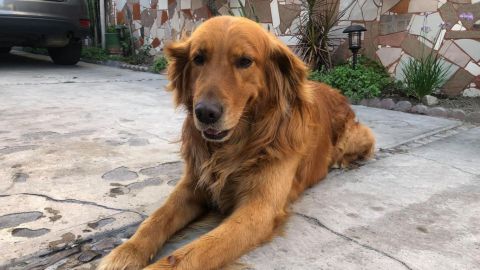 ¡Guao!...Hoy es el Día Mundial del Perro