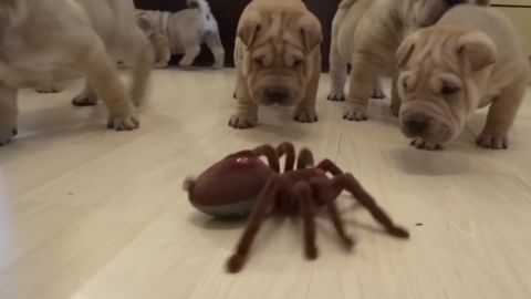 La reacción de unos perritos ante una tarántula de juguete