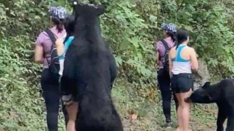 VIDEO: Piden que oso de Chipinque no sea llevado a un zoológico