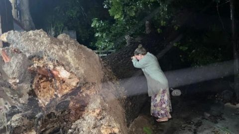 Video: Mujer llora por árbol de 100 años que Hanna derribó en Monterrey