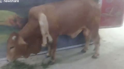 VIDEO: ¡INCREÍBLE! Nace vaca con 6 patas y 2 colas en Vietnam
