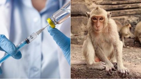 La vacuna de Moderna produce inmunidad ''robusta'', según estudio con primates