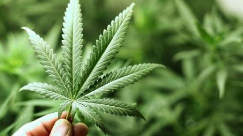 Uso de cannabis como opción medicinal