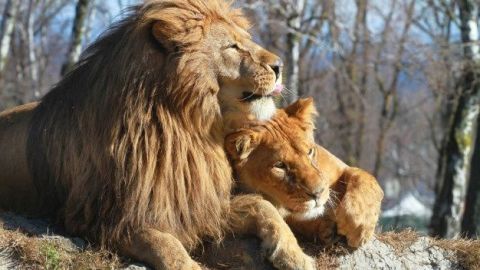 Amigos leones mueren juntos en zoológico de Los Ángeles