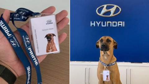 Perrito encuentra casa y empleo en una agencia de autos