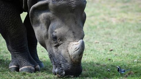 Se reduce 53% la caza ilegal de rinocerontes por COVID