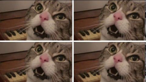 VIDEO: Un gato puesto a dieta toca un minipiano para pedir comida