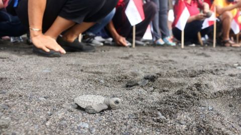 Miles de tortugas bebés prueban por primera vez el mar