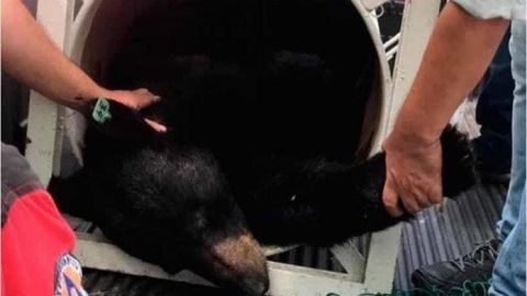 VIDEO: Molesta castración y traslado de oso de Chipinque a Chihuahua