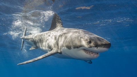 FOTO: Un tiburón blanco 'vuela' sobre el agua en un espectacular salto