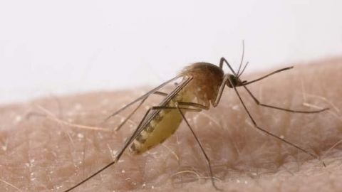 Reportan primer caso humano del virus Nilo Occidental en San Diego