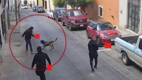 VIDEO: Ratero apuñaló a ''Rocko'', perrito policía