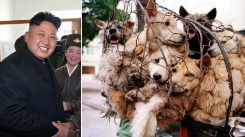 Prohíben tener perros como mascotas en Corea del Norte