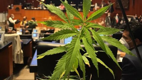 Legisladora lleva planta de marihuana a Senado y pide despenalización