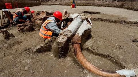 Prevén hallar 25 mil huesos de mamut en Santa Lucía