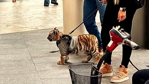 Captan a mujer paseando a un tigre en centro comercial Antara