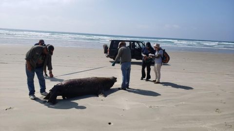 Determinan muertes de lobos marinos en Baja California Sur
