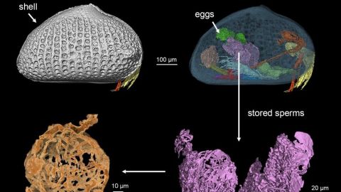 Los espermatozoides más antiguos conocidos tienen unos 100 millones de años