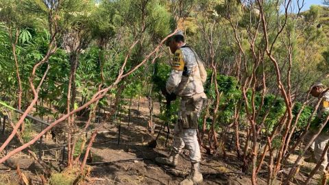 Destruyen plantíos de Marihuana en Tecate y Ensenada