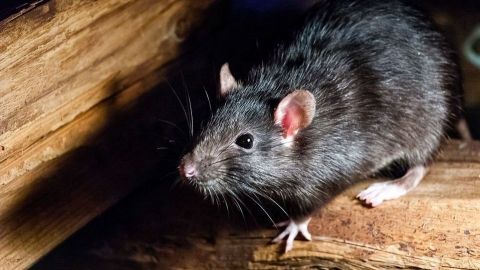 Denuncian plaga de ratas en Tijuana