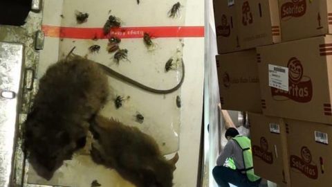Ratones y cucarachas en almacén de frituras (sabritas) de Pepsico