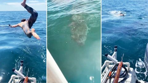 VIDEO: Hombre se lanza al mar para nadar con tiburón ''inofensivo'', sale mal