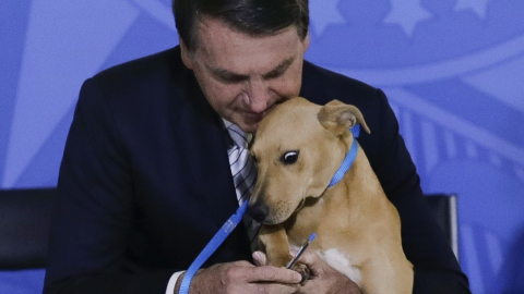 Presidente de Brasil aprueba endurecer penas por maltrato a perros y gatos