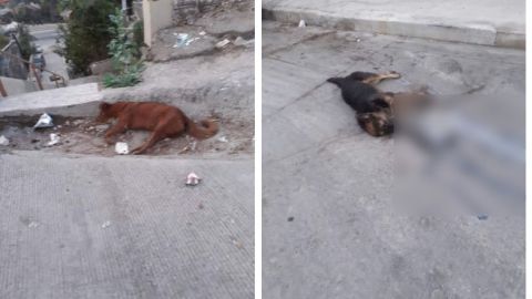 VIDEO: Envenenamiento masivo de perros en colonia de Tijuana